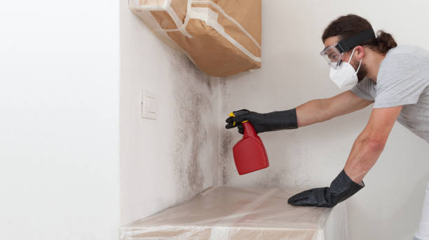 Professional Mold Testing technician working in Millis, MA