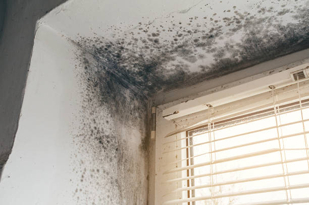 Trusted Black Mold Removal service in Millis, MA - Cheap Mold Removal